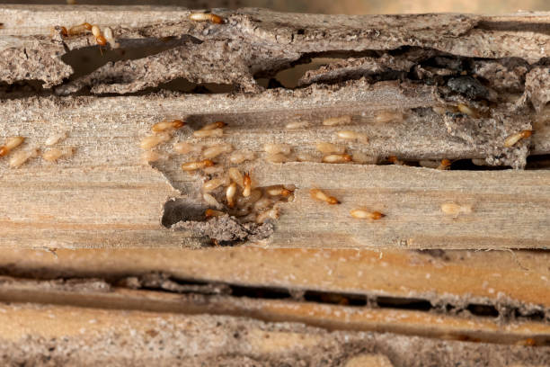 Spider Control Near Me in Chena Ridge, AK